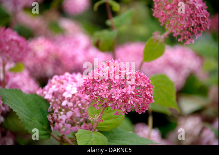 Hortensia (Hydrangea arborescens 'Invincibelle Spirit', Hydrangea arborescens Invincibelle Spirit), le cultivar Invincibelle Spirit Banque D'Images