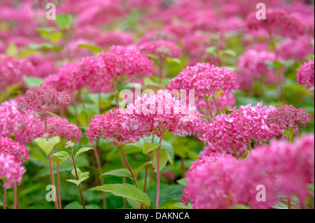 Hortensia (Hydrangea arborescens 'Invincibelle Spirit', Hydrangea arborescens Invincibelle Spirit), le cultivar Invincibelle Spirit Banque D'Images