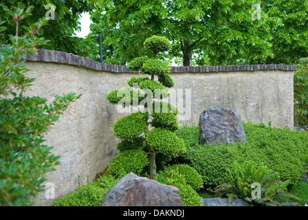 Le houx (Ilex crenata japonais), topiary, Pays-Bas, Gueldre Banque D'Images
