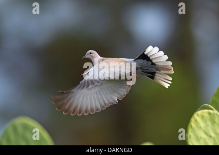 Tête (Streptopelia decaocto), vol , Espagne, Andalousie Banque D'Images