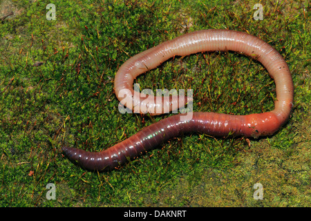 Ver de terre commun, ver de terre, ver de lob, rosée worm, Ver squirreltail twachel, (Lumbricus terrestris), sur sol moussu, Allemagne Banque D'Images