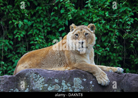 Lion d'Asie (Panthera leo persica), allongé sur un rocher Banque D'Images