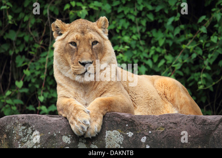 Lion d'Asie (Panthera leo persica), allongé sur un rocher Banque D'Images