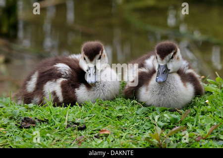 Egyptian goose (Alopochen aegyptiacus), deux poussins couchée dans un pré, Allemagne Banque D'Images