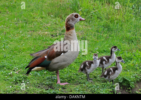 Egyptian goose (Alopochen aegyptiacus), avec les poussins dans un pré, Allemagne Banque D'Images