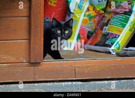 Chat domestique, le chat domestique (Felis silvestris catus). f, Black Cat en cabane, Allemagne Banque D'Images