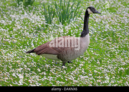 Bernache du Canada (Branta canadensis), dans la région de flower meadow, Allemagne Banque D'Images