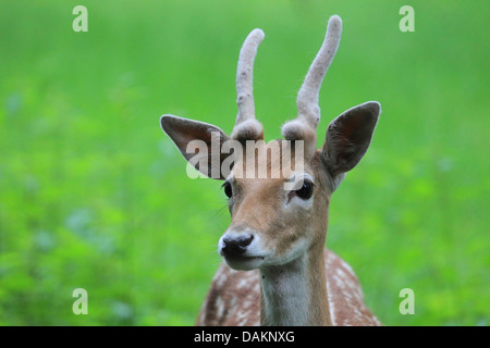 Le daim (Dama dama, Cervus dama), homme, velours, Allemagne Banque D'Images