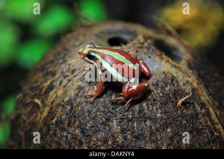 Grenouille poison fantasmatique (Epipedobates tricolor), sur la pierre moussue Banque D'Images