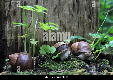 Escargot romain, les escargots, les escargots escargot, escargots, escargot, escargot apple vigne, vigne, vigne escargot snail (Helix pomatia), avec des chicots d'arbres escargots romain, Allemagne Banque D'Images