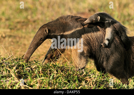 Fourmilier géant (Myrmecophaga tridactyla), femelle tamanoir sur son enfant sur le dos, au Brésil, Mato Grosso do Sul Banque D'Images