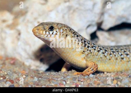 (Chalcides ocellatus ocellated skink), demi-longueur portrait Banque D'Images