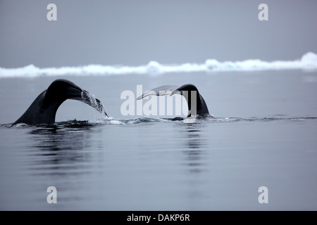 La baleine du Groenland, l'Arctique, droit commun (Balaena mysticetus), la douve de deux baleines plongée, du Canada, du Nunavut, de l'île Bylot, Parc national Sirmilik Banque D'Images