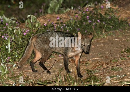 Manger du crabe commun (Fox, zorro Cerdocyon thous thous, Dusicyon), de nuit, au Brésil, Mato Grosso do Sul Banque D'Images