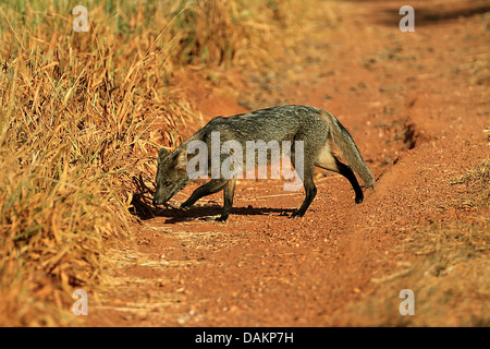 Manger du crabe commun (Fox, zorro Cerdocyon thous thous, Dusicyon), sur l'alimentation, au Brésil, Mato Grosso do Sul Banque D'Images