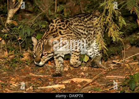 L'ocelot, Nain (Felis pardalis léopard, Leopardus pardalis), la traque à travers le fourré, Brésil, Mato Grosso do Sul Banque D'Images