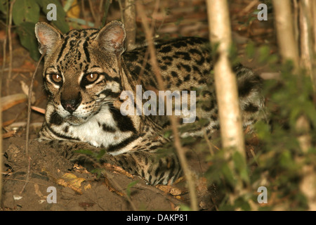 L'ocelot, Nain (Felis pardalis léopard, Leopardus pardalis), accroupis dans le fourré, Brésil, Mato Grosso do Sul Banque D'Images