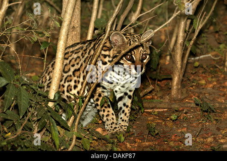 L'ocelot, Nain (Felis pardalis léopard, Leopardus pardalis), assis dans le fourré, Brésil, Mato Grosso do Sul Banque D'Images