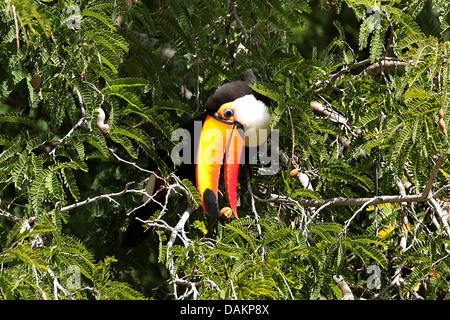 Toco Toucan, Toucan, Toucan toco Ramphastos (commune), assis dans un arbre avec de la nourriture dans le projet de loi, le Brésil, Mato Grosso do Sul Banque D'Images