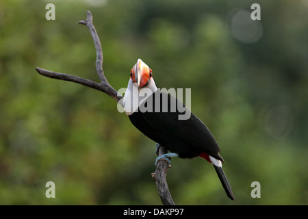 Toco Toucan, Toucan, Toucan toco Ramphastos (commune), assis sur une branche sèche, Brésil, Mato Grosso do Sul Banque D'Images