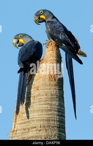 Hyacinth Macaw, Hyacinthine Macaw (Anodorhynchus hyacinthinus), paire sur tronc d'arbre creux, Brésil, Mato Grosso do Sul Banque D'Images