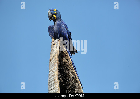 Hyacinth Macaw, Hyacinthine Macaw (Anodorhynchus hyacinthinus), paire sur tronc d'arbre creux, Brésil, Mato Grosso do Sul Banque D'Images