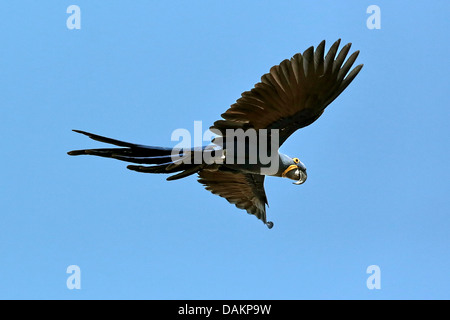 Hyacinth Macaw, Hyacinthine Macaw (Anodorhynchus hyacinthinus), en vol, Brésil, Mato Grosso do Sul Banque D'Images
