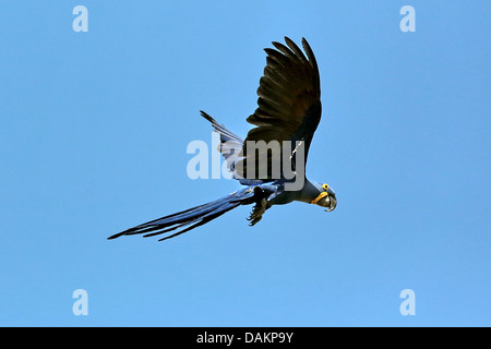 Hyacinth Macaw, Hyacinthine Macaw (Anodorhynchus hyacinthinus), en vol, Brésil, Mato Grosso do Sul Banque D'Images