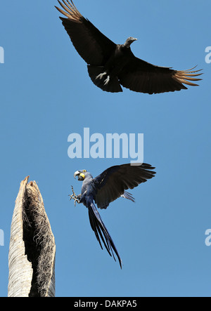 Hyacinth Macaw, Hyacinthine Macaw (Anodorhynchus hyacinthinus), éliminer un Urubu noir (Coragyps atratus) de l'espace site de nidification, Brésil, Mato Grosso do Sul Banque D'Images