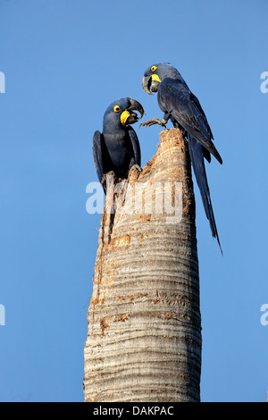 Hyacinth Macaw, Hyacinthine Macaw (Anodorhynchus hyacinthinus), deux oiseaux assis sur un tronc d'arbre creux désignés comme site de nidification, Brésil, Mato Grosso do Sul Banque D'Images