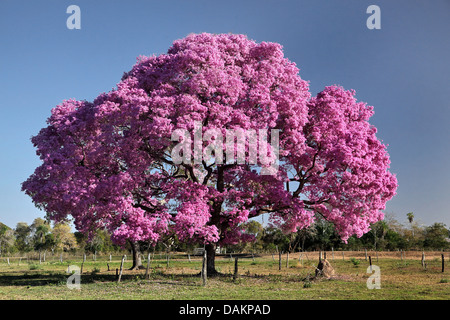 Pau d'arco, Lapacho rose, rose, violet Ipe Tabebuia (Tabebuia impetiginosa, Handroanthus impetiginosus), arbres en fleurs, le Brésil, Pantanal Banque D'Images