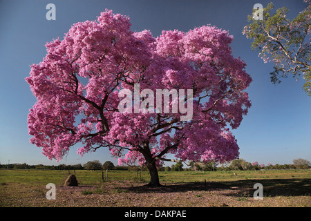 Pau d'arco, Lapacho rose, rose, violet Ipe Tabebuia (Tabebuia impetiginosa, Handroanthus impetiginosus), Brésil, d'arbres en fleurs, Pantanal Banque D'Images