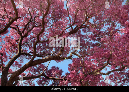 Pau d'arco, Lapacho rose, rose, violet Ipe Tabebuia (Tabebuia impetiginosa, Handroanthus impetiginosus), branches en fleurs, au Brésil, Pantanal Banque D'Images