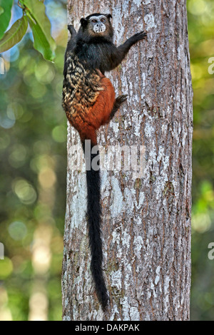 Brown fuligineux, Saddleback tamarin tamarin, Communauté andine retour piqûre à tamarin (fuscicollis Saguinus), de fixation à un tronc, le Brésil, l'Acre Banque D'Images