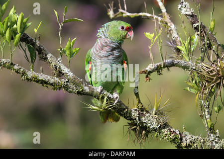 Vinaceous amazon, Vinaceous-breasted (Amazona vinacea), assis sur une branche, Brésil Banque D'Images