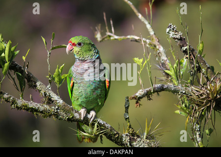 Vinaceous amazon, Vinaceous-breasted (Amazona vinacea), assis sur une branche, Brésil Banque D'Images