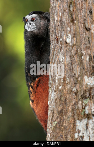 Brown fuligineux, Saddleback tamarin tamarin, Communauté andine retour piqûre à tamarin (fuscicollis Saguinus), à un tronc d'arbre, du Brésil, de l'Acre Banque D'Images