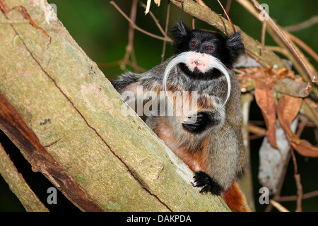 Tamarin empereur (Saguinus imperator), assis sur une branche, le Brésil, l'Acre Banque D'Images