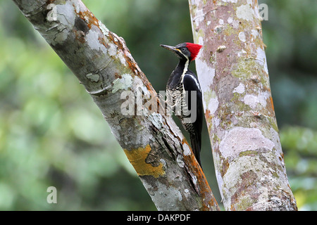Crimson-crested woodpecker (Campephilus), Femme, Brésil