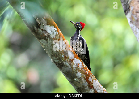 Crimson-crested woodpecker (Campephilus), Femme, Brésil
