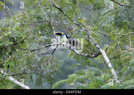 Toucan à gorge blanche, cuviers Toucan (Ramphastos tucanus), sur un arbre, Brésil Banque D'Images