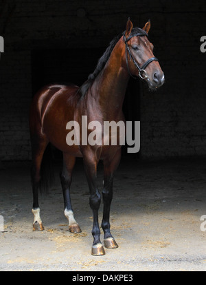 Jeune étalon Trakehner portrait low key Banque D'Images