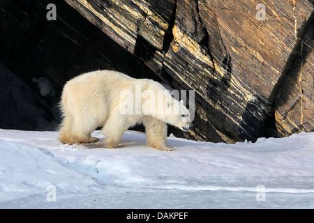 L'ours polaire (Ursus maritimus), la marche à travers des paysages de l'Arctique, le Canada, le Nunavut Banque D'Images