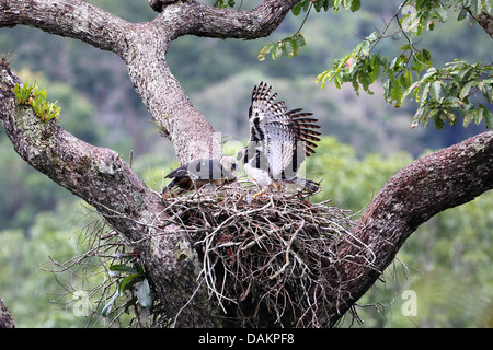 (Harpia harpyja harpie), couple de reproduction à l'Aerie, eagle plus grand du monde, le Brésil, la Serra das Araras Banque D'Images