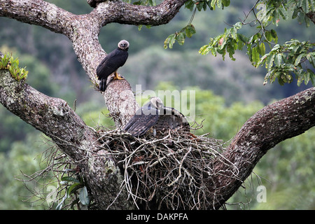 (Harpia harpyja harpie), couple de reproduction à l'Aerie, eagle plus grand du monde, le Brésil Banque D'Images
