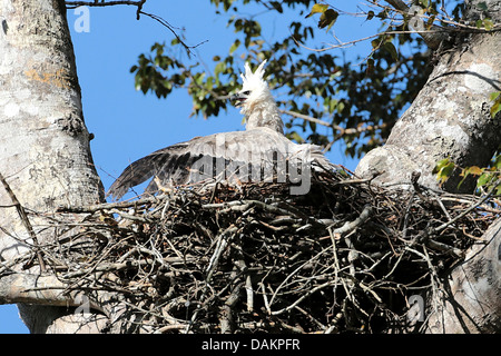 (Harpia harpyja harpie), immatures dans aery, eagle plus grand du monde, le Brésil, la Serra das Araras Banque D'Images