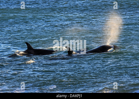 Orca, grand, de l'épaulard (Orcinus orca) grampus, deux épaulards nageant à la surface de l'eau pour la prise de souffle, l'Argentine, Patagonie, Valdes Banque D'Images