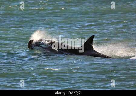 Orca, grand orque, grampus (Orcinus orca), à l'attaque, l'Argentine, Patagonie, Valdes Banque D'Images