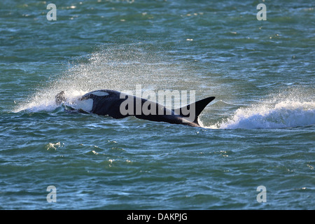 Orca, grand orque, grampus (Orcinus orca), à l'attaque, l'Argentine, Patagonie, Valdes Banque D'Images