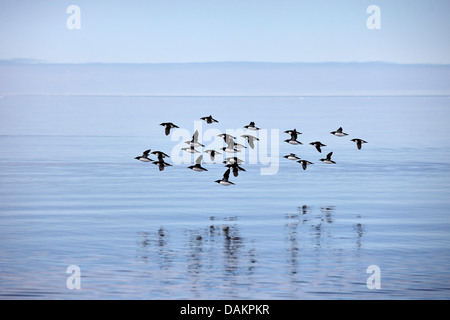 Bruennich's guillemot (Uria lomvia), troupeau en vol, du Canada, du Nunavut, de l'Île Bylot Banque D'Images